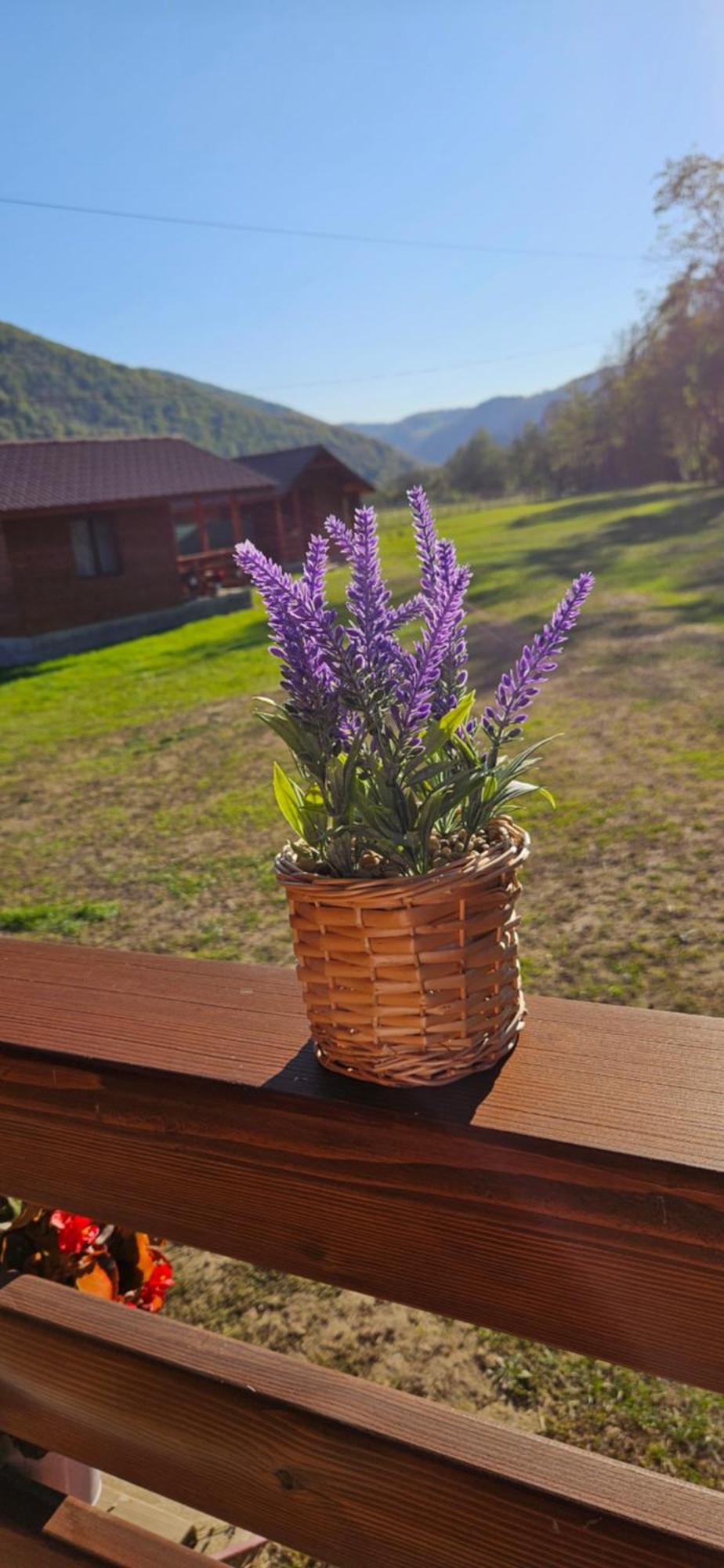 Casute Zavoi Bulz Villa Bagian luar foto